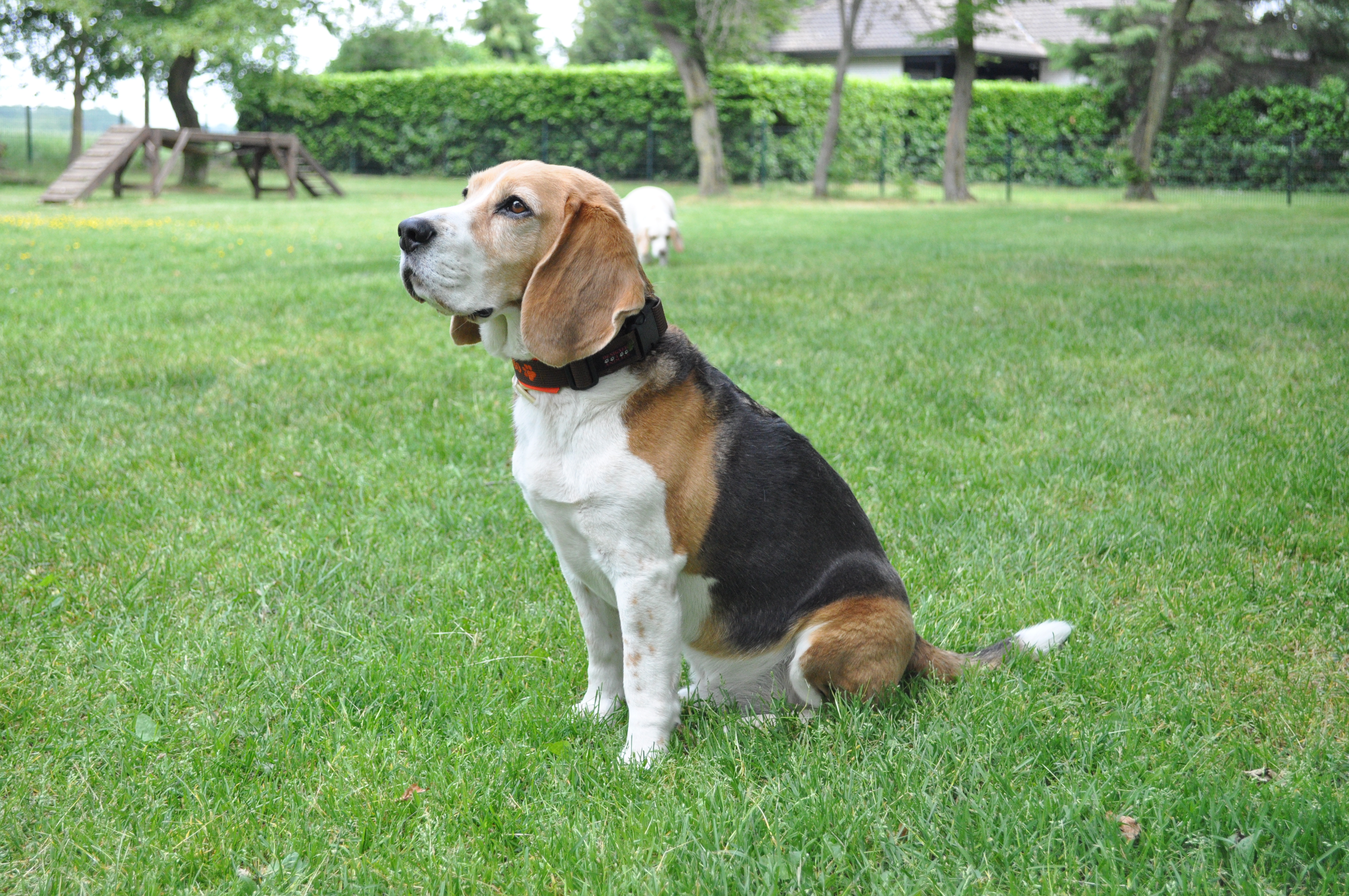 Der perfekte Familienhund