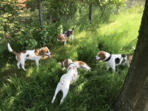 Beagle-Abenteuer-Wanderung am 28.09.2025 -nähere Infos folgen-