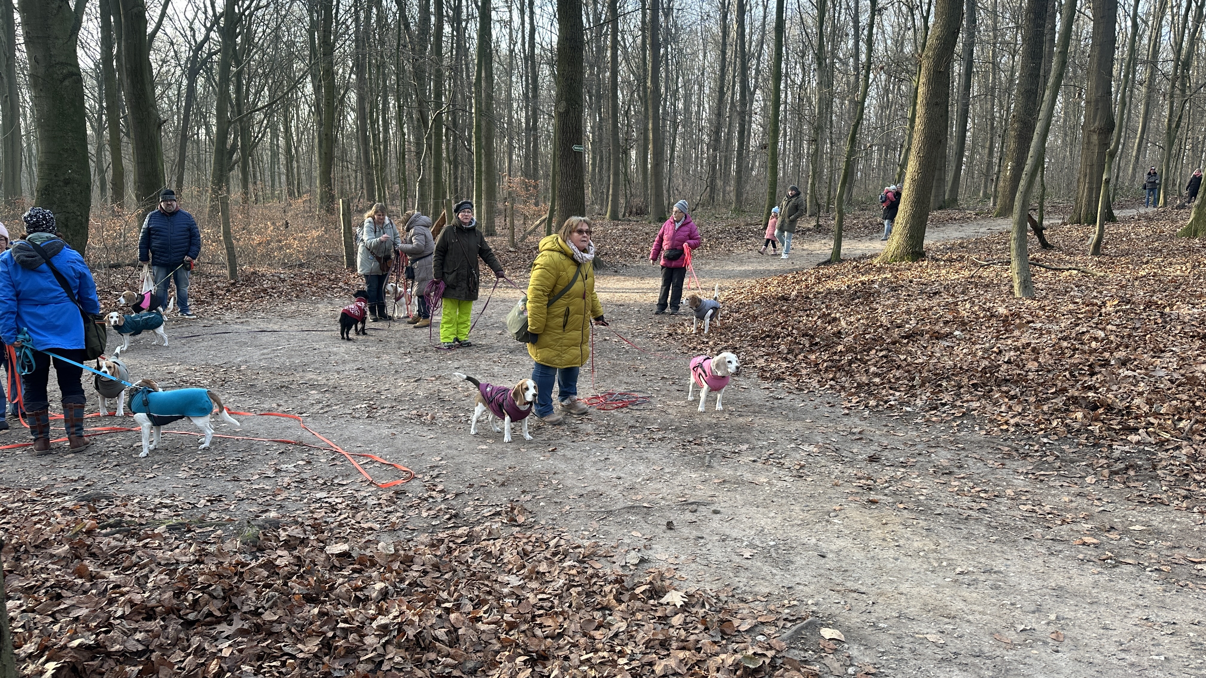 Beagle gegen den Weihnachtsspeck – Jahresabschlusstraining am Hülser Berg